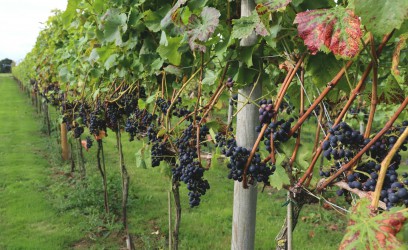 Yorkshire Heart Vineyard Wine Experience