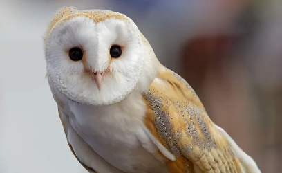 Birds of Prey - Arboretum Owl Experience