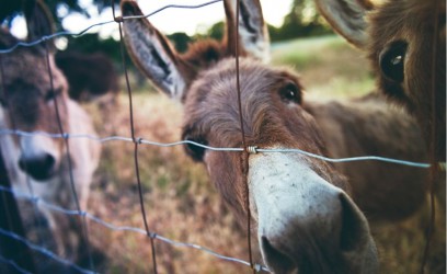 Lucky Tails Alpaca Farm - Meet the Donkeys